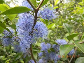 Popham's Arboretum-丹布拉必去景点