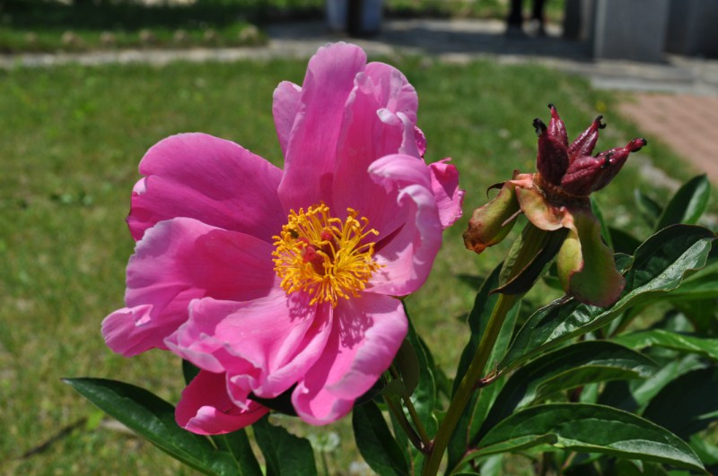 青岛森林野生动物世界-青岛市必去景点