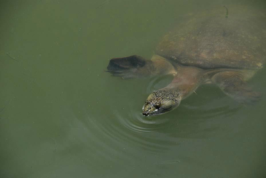 Baneswar Shiva Temple-Cooch Behar必去景点