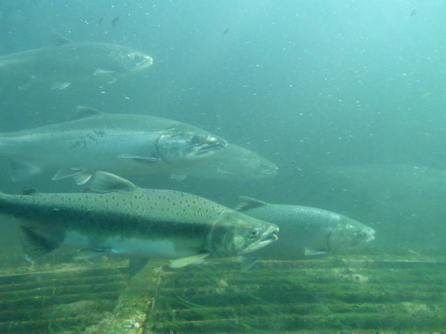 水闸门-西雅图必去景点