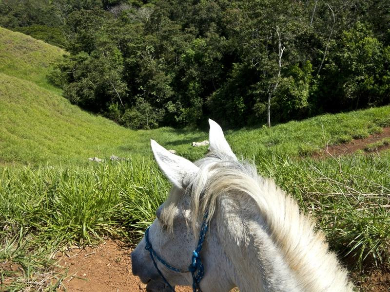 Barking Horse Farm景点图片
