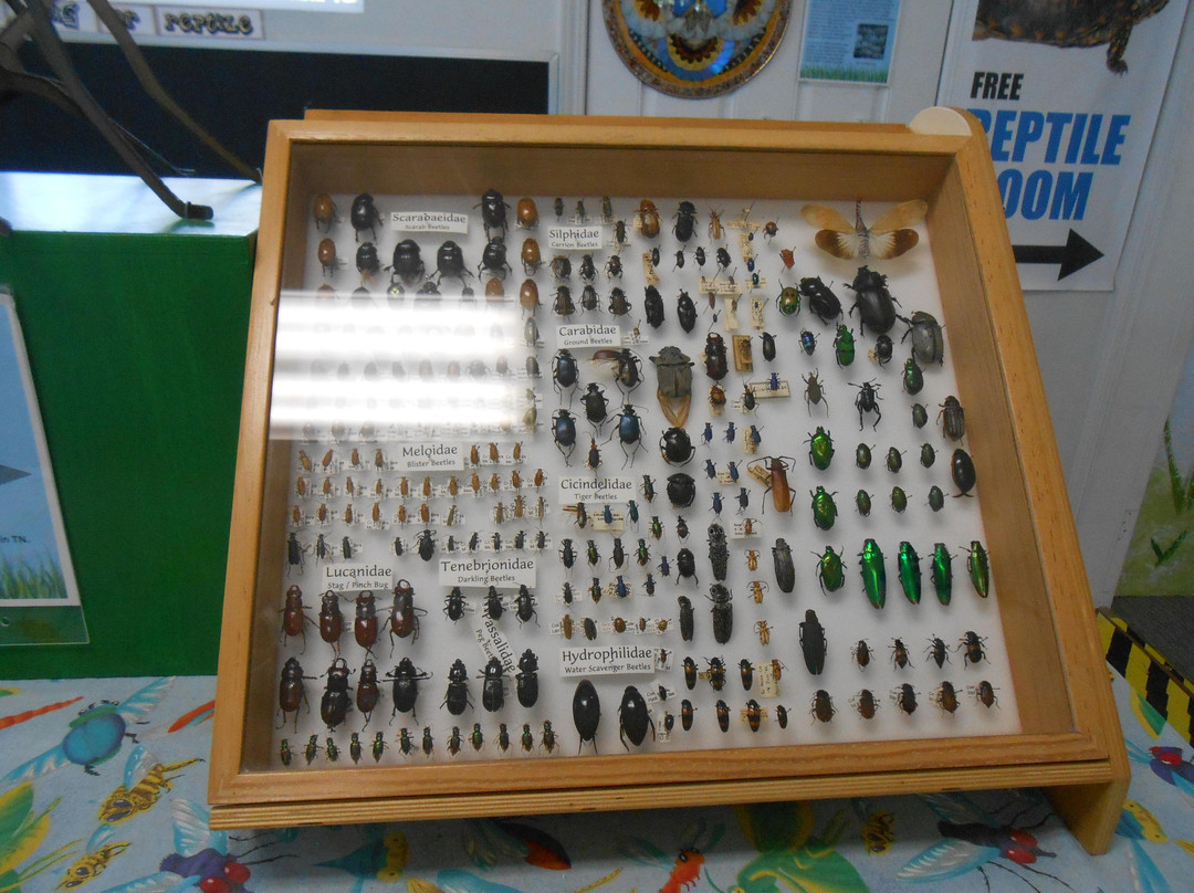 Bremerton Bug Museum景点图片