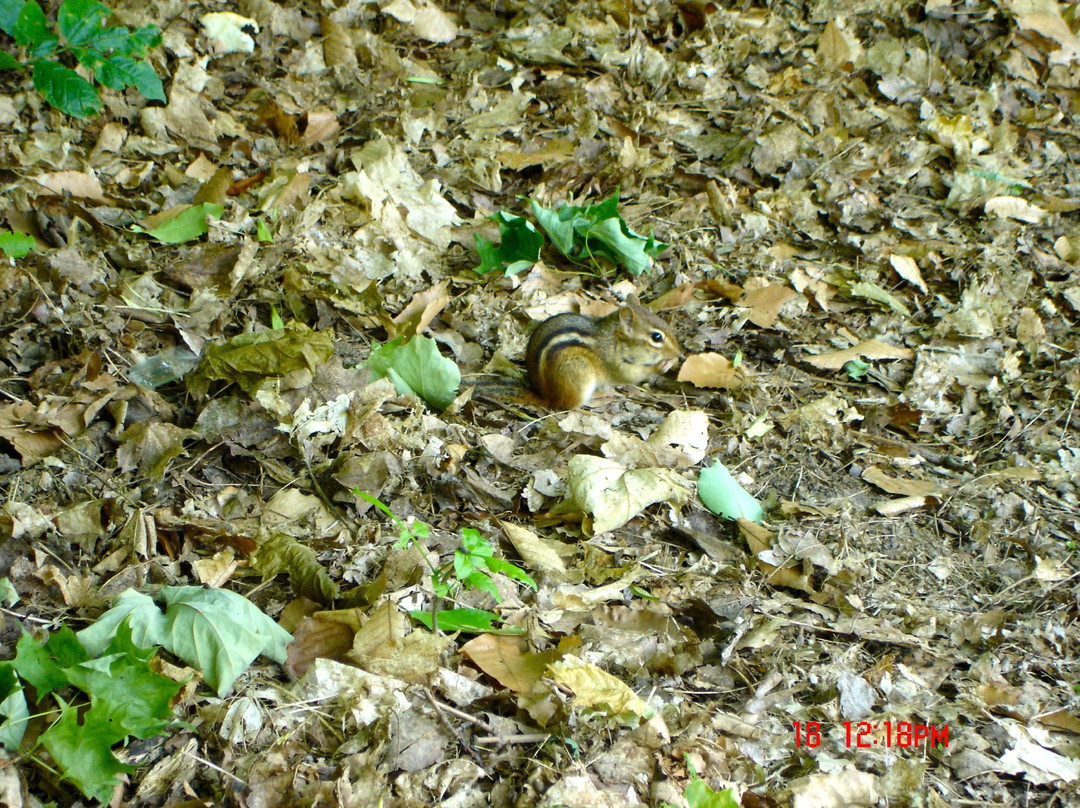 Glen Haffy Conservation Park-卡利登必去景点