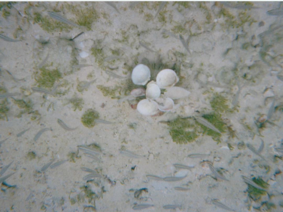 Cistern Cay Beach-伊柳塞拉必去景点