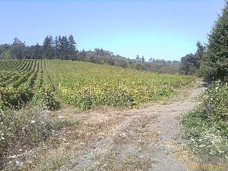 Ankeny Vineyard-塞勒姆必去景点