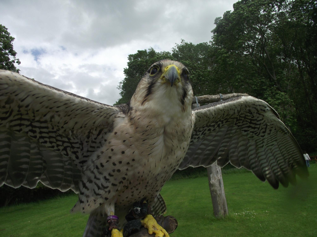 The Rutland Falconry and Owl Centre-Exton必去景点