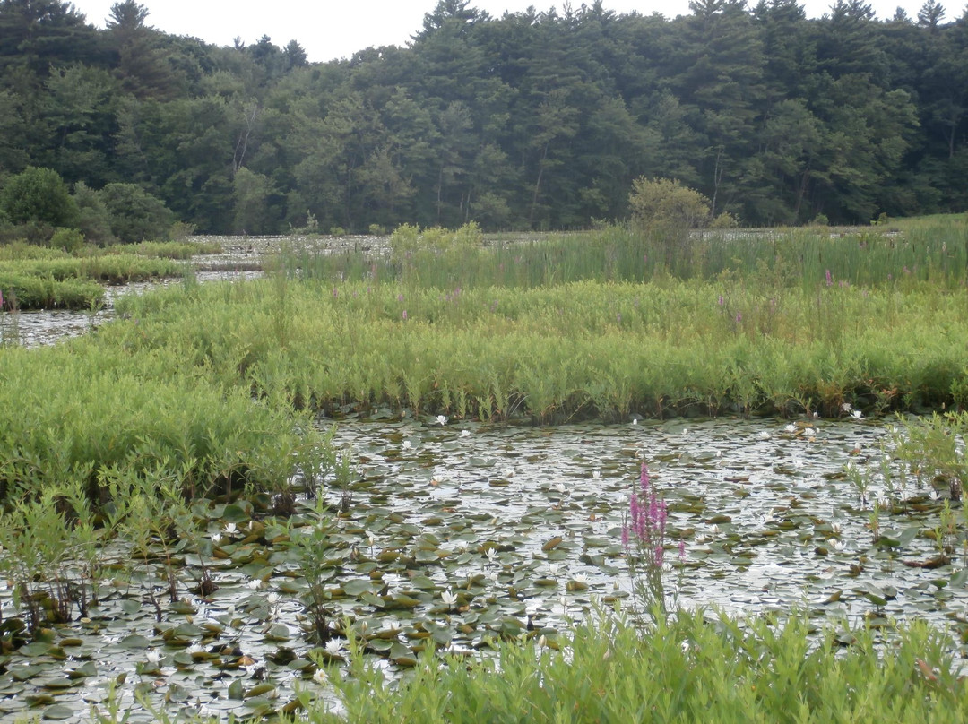 The Nature Trail And Cranberry Bog-福克斯伯勒必去景点