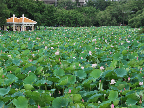洪湖公园-深圳市必去景点