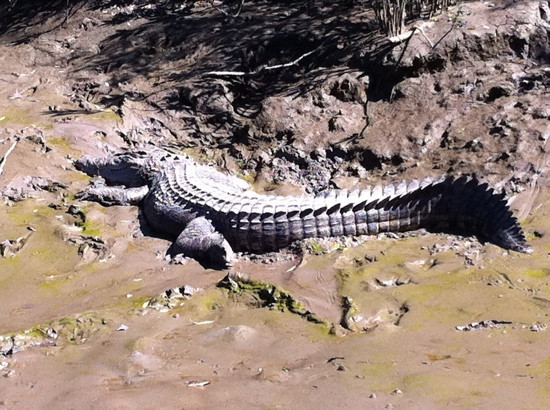 Whitsunday Crocodile Safari-艾尔利滩必去景点