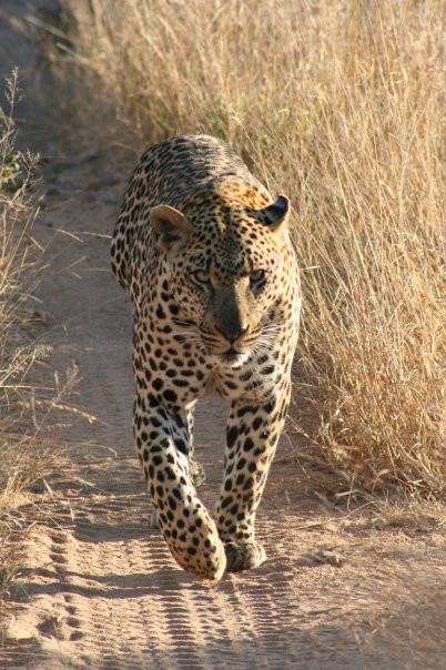 Londolozi Private Game Reserve旅游攻略图片