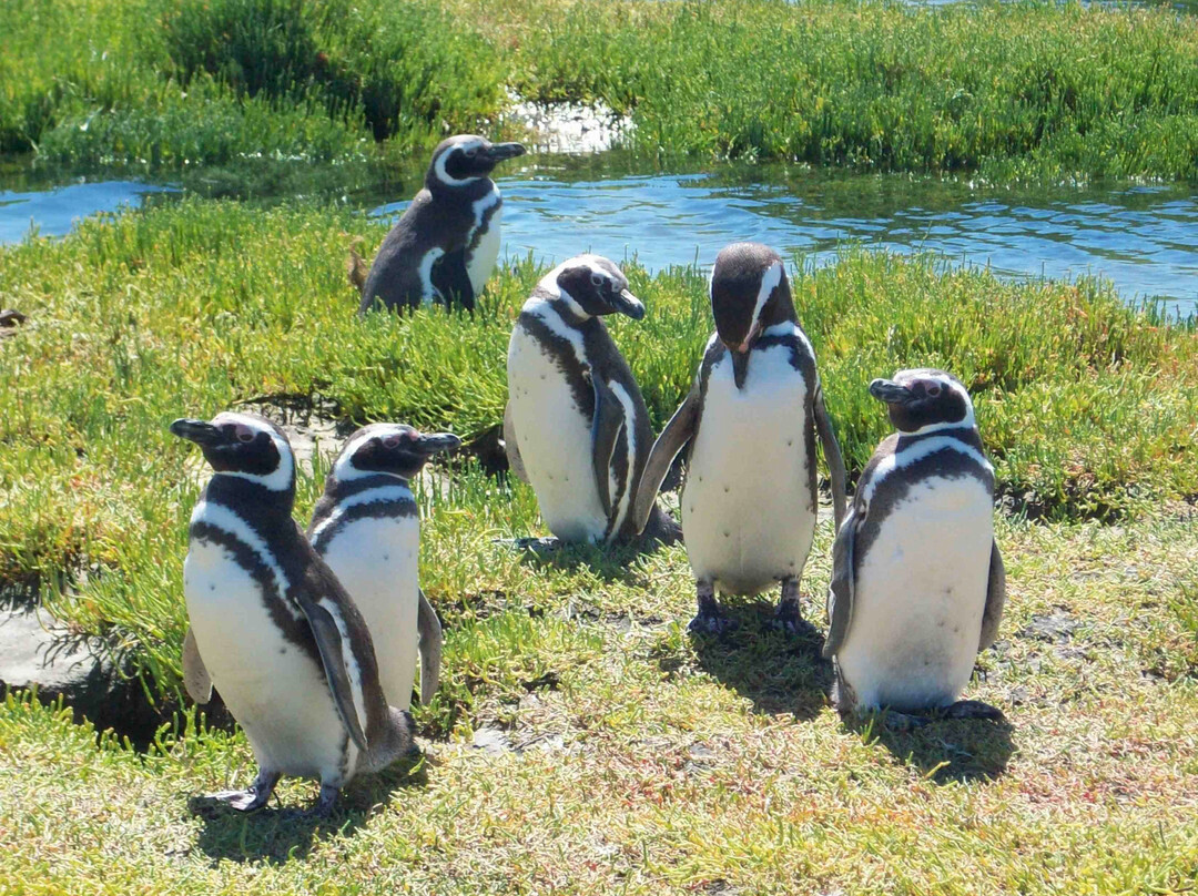 Bahia Bustamante-Province of Chubut必去景点