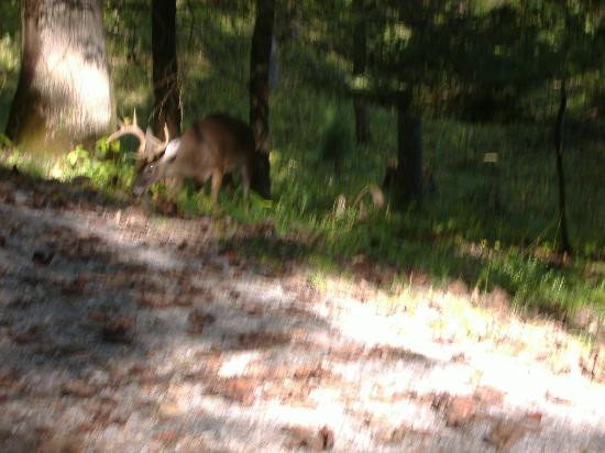 Cades Cove-大雾山国家公园必去景点