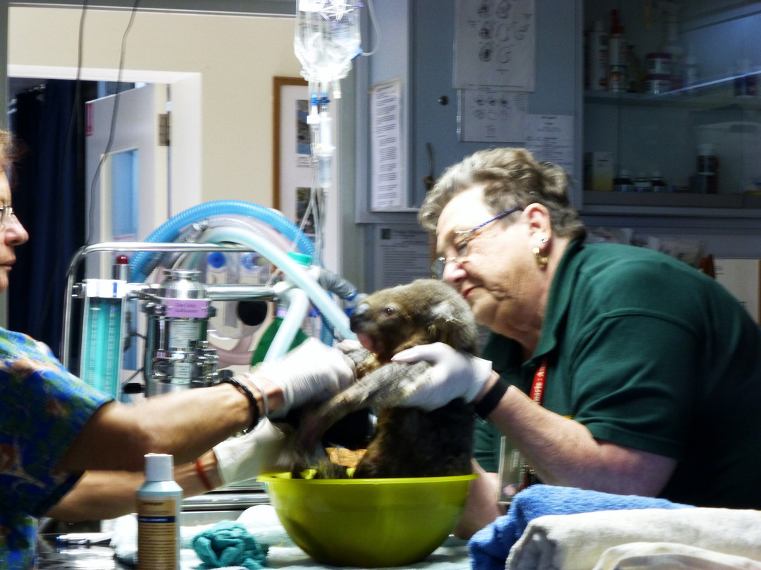 考拉医院-麦克夸利港必去景点