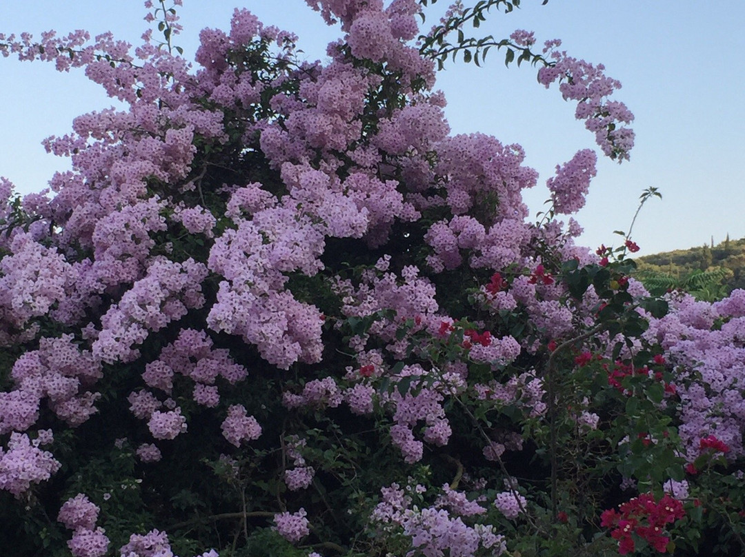 Antipata酒店住宿-Nitsa Rooms