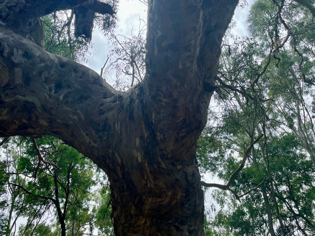 Historic Grandfather Redgum Tree