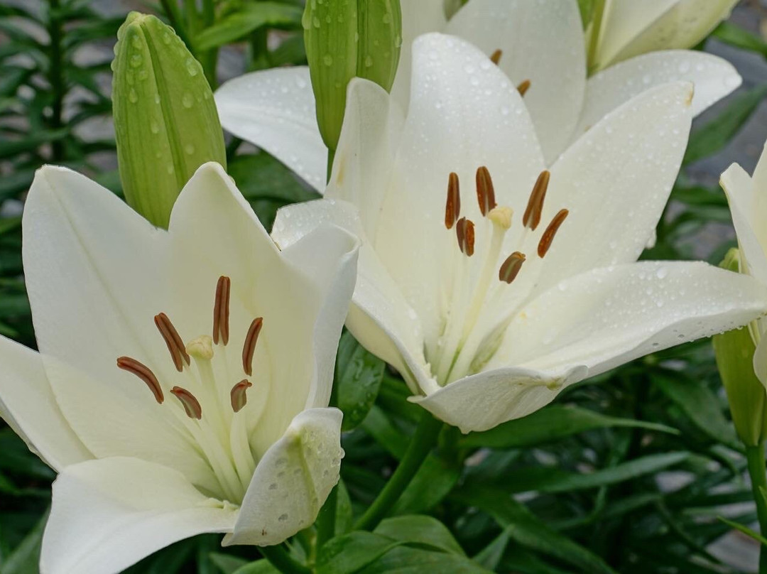 Tamamizu Lily Hydrangea Garden-丹波篠山必去景点