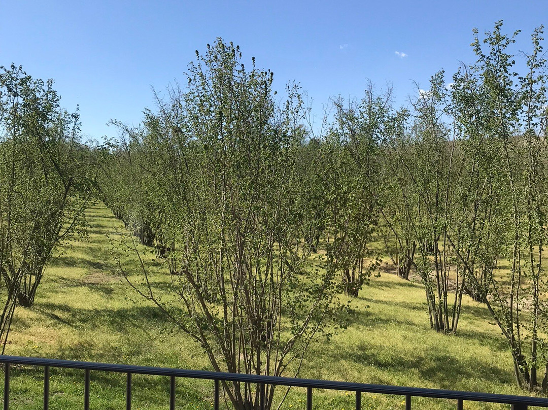 Azienda Agricola Cadia景点图片