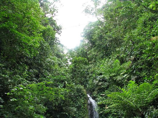 Arenal Hanging Bridges景点图片