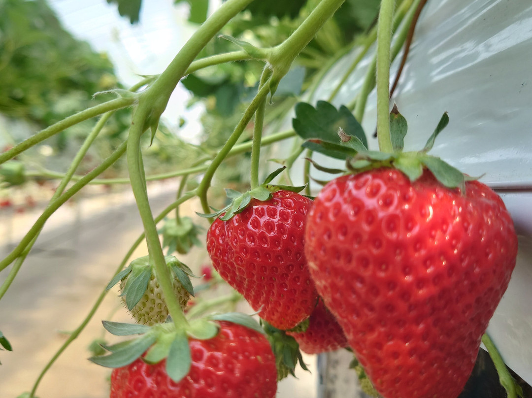 Berry no Mori-小田原市必去景点