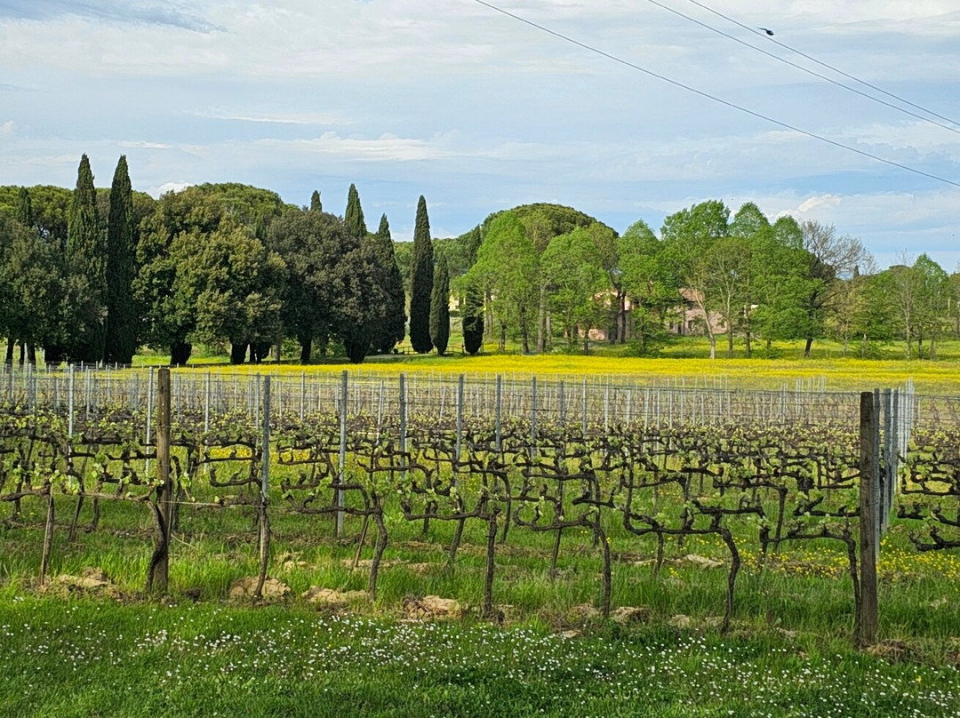 Azienda Agricola Enzo Carmignani景点图片