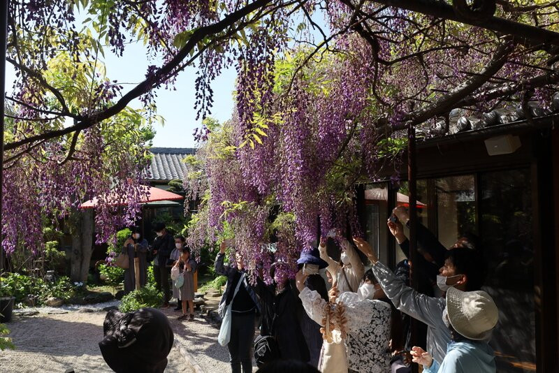 Kumanokaido Shindachiyado no Noda Fuji-泉南市必去景点