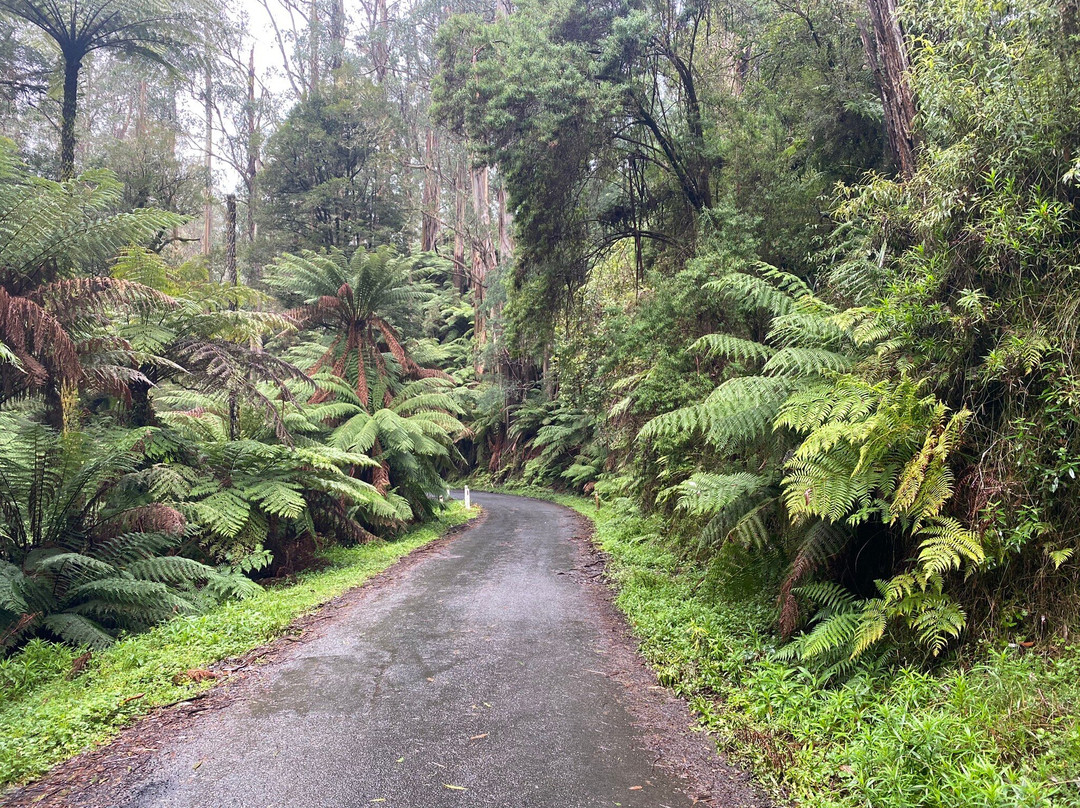 Cyathea Falls-Tarra Valley必去景点