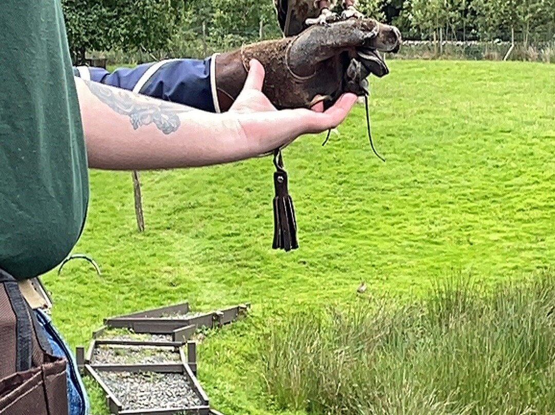 Kielder Water Bird of Prey Centre景点图片