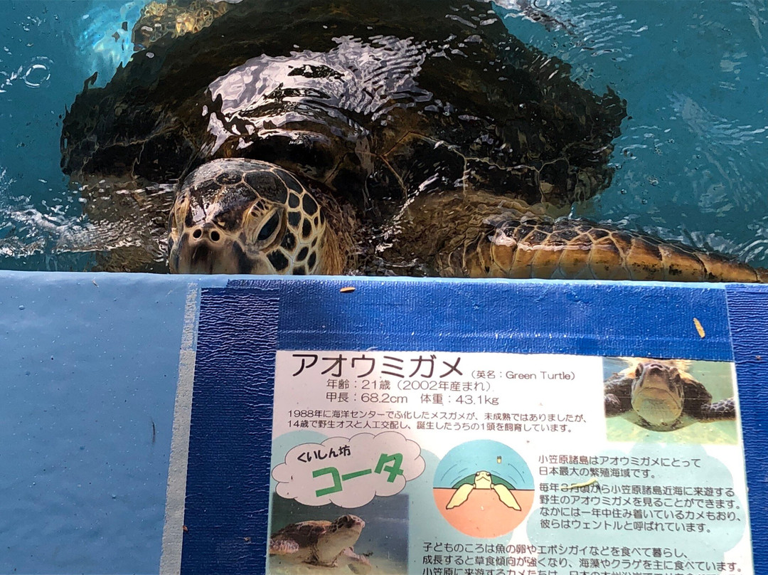 Ogasawara Ocean Center-小笠原村必去景点