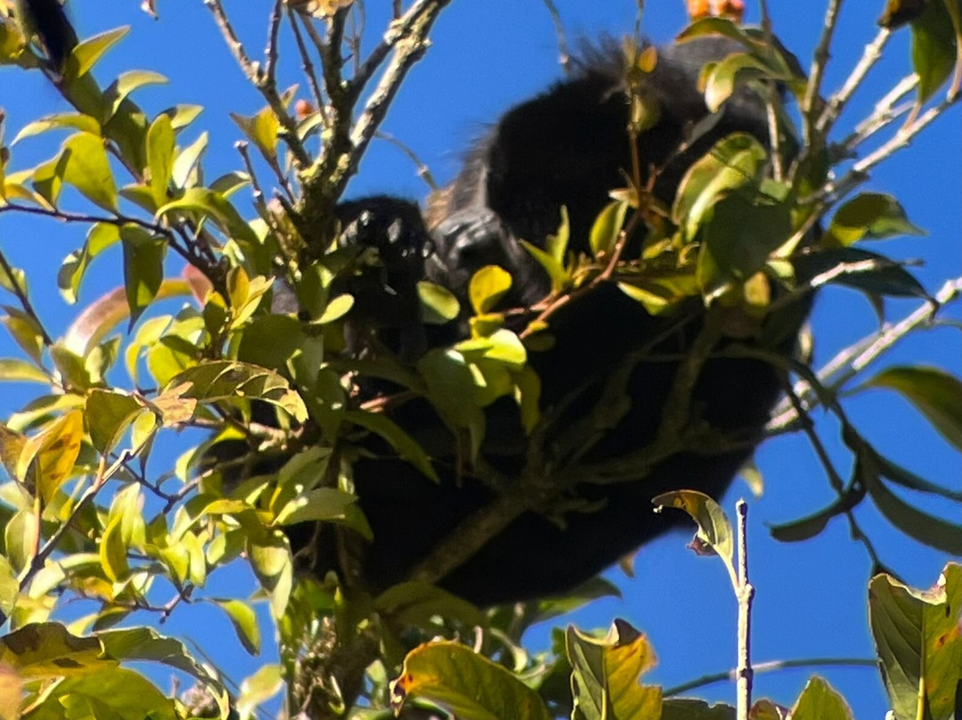 Roy´s the Monteverde local nature guide´s景点图片