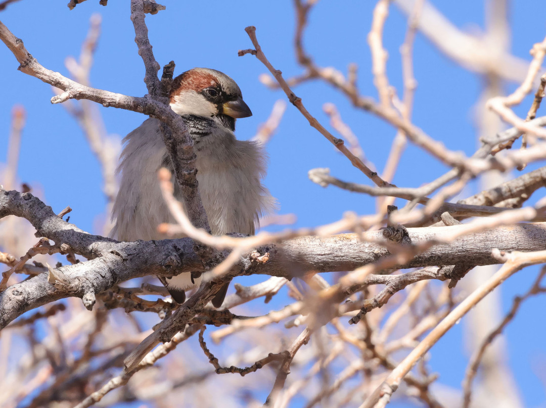 Ladd S. Gordon Waterfowl Complex - Bernardo-索科罗必去景点