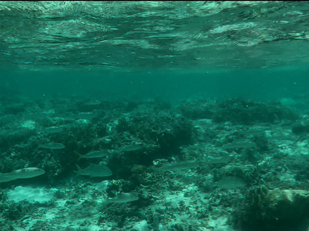 Scout Park-West Island必去景点