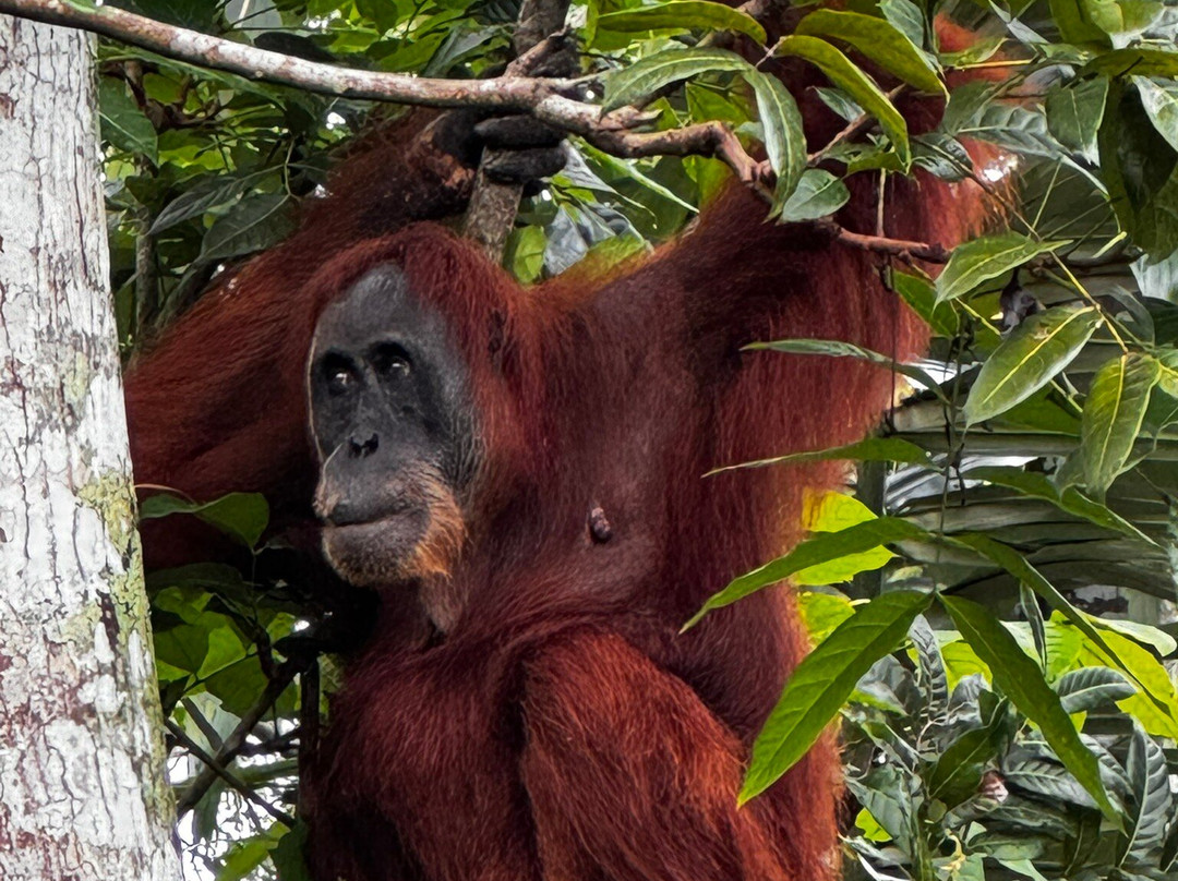 Monkey business tours-武吉拉旺必去景点