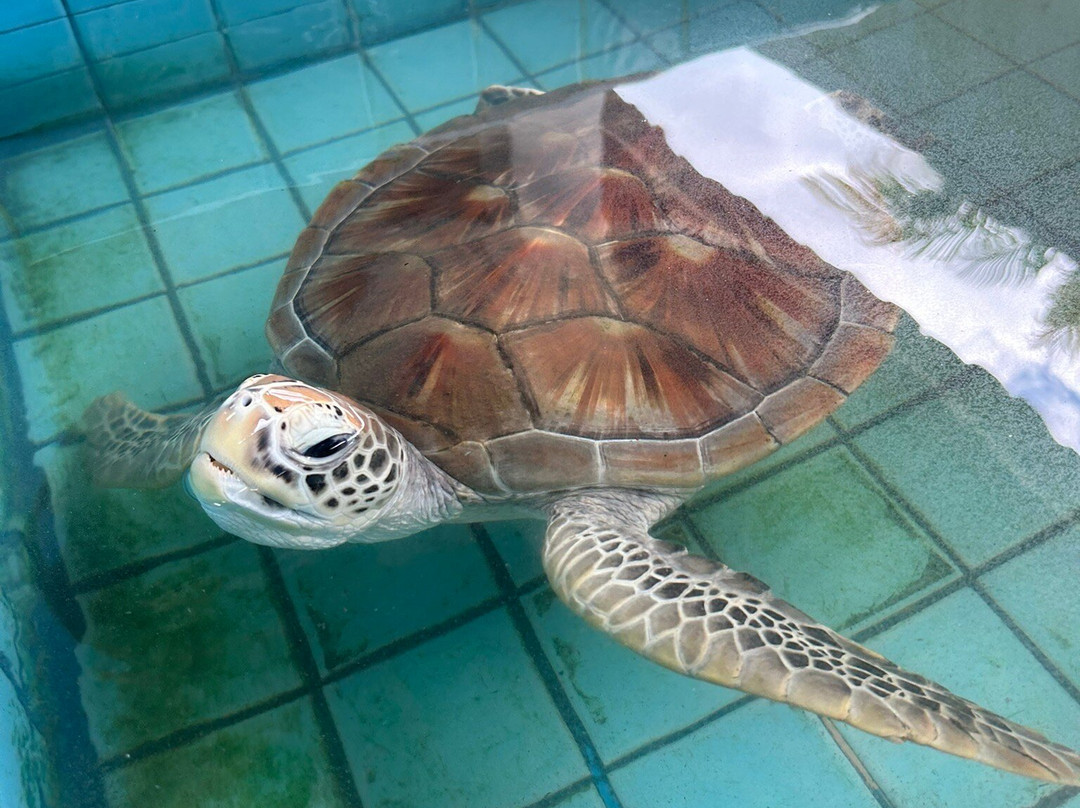 Turtle Conservation Center景点图片
