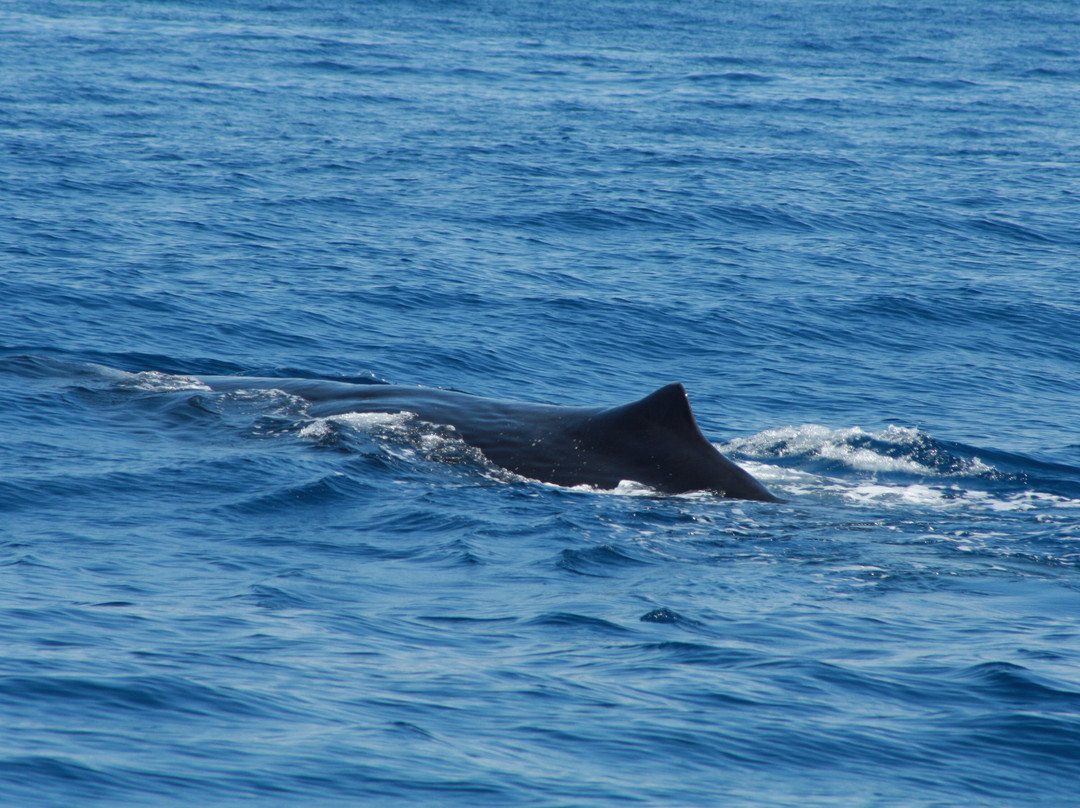 Anchorage Hotel Whale Watching-罗索必去景点