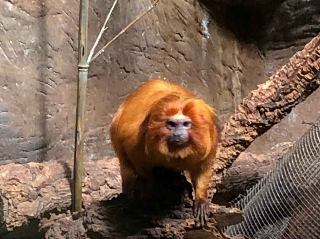 Zoo Landau景点图片