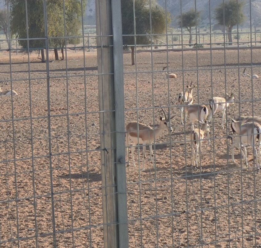 Mleiha National Park-沙迦必去景点