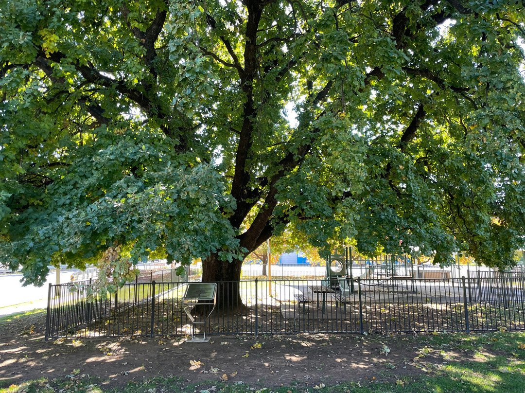 Memorial Park-Junee必去景点