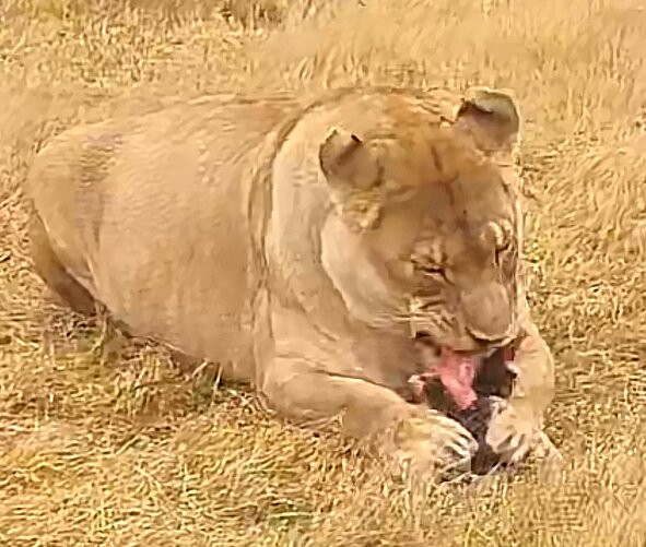 Zanchieta Wildlife Rescue Centre & Lodge-布隆方丹必去景点