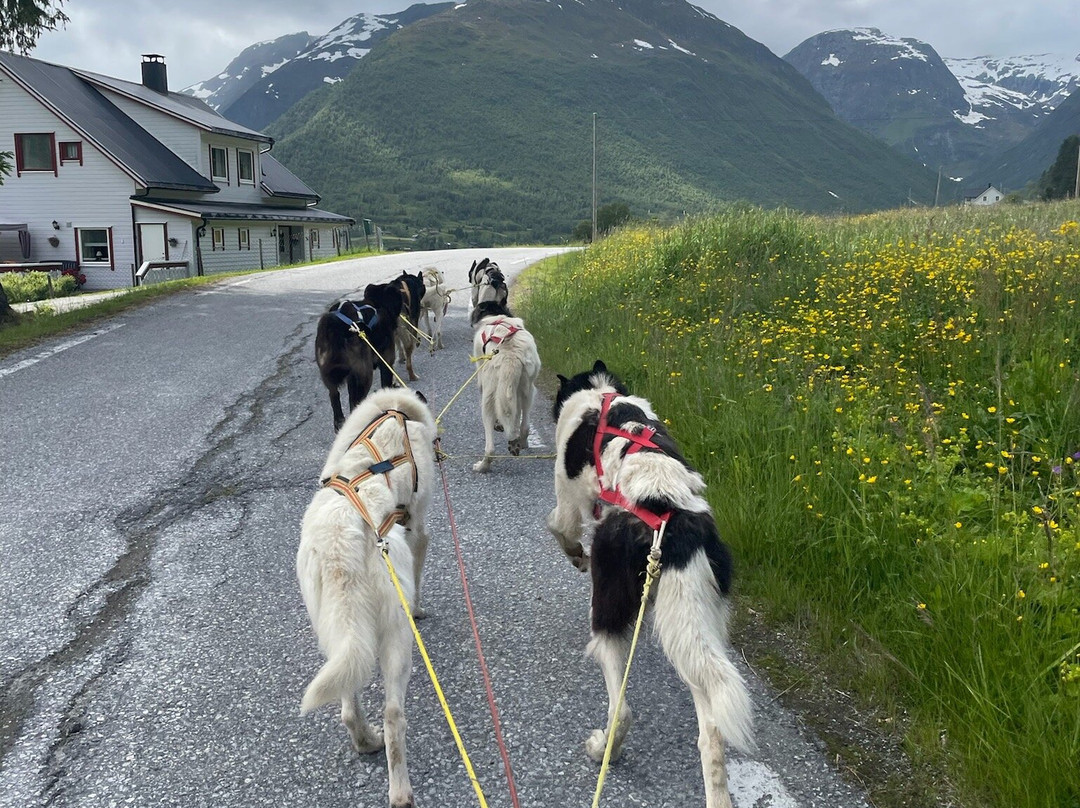 Fjord Husky景点图片