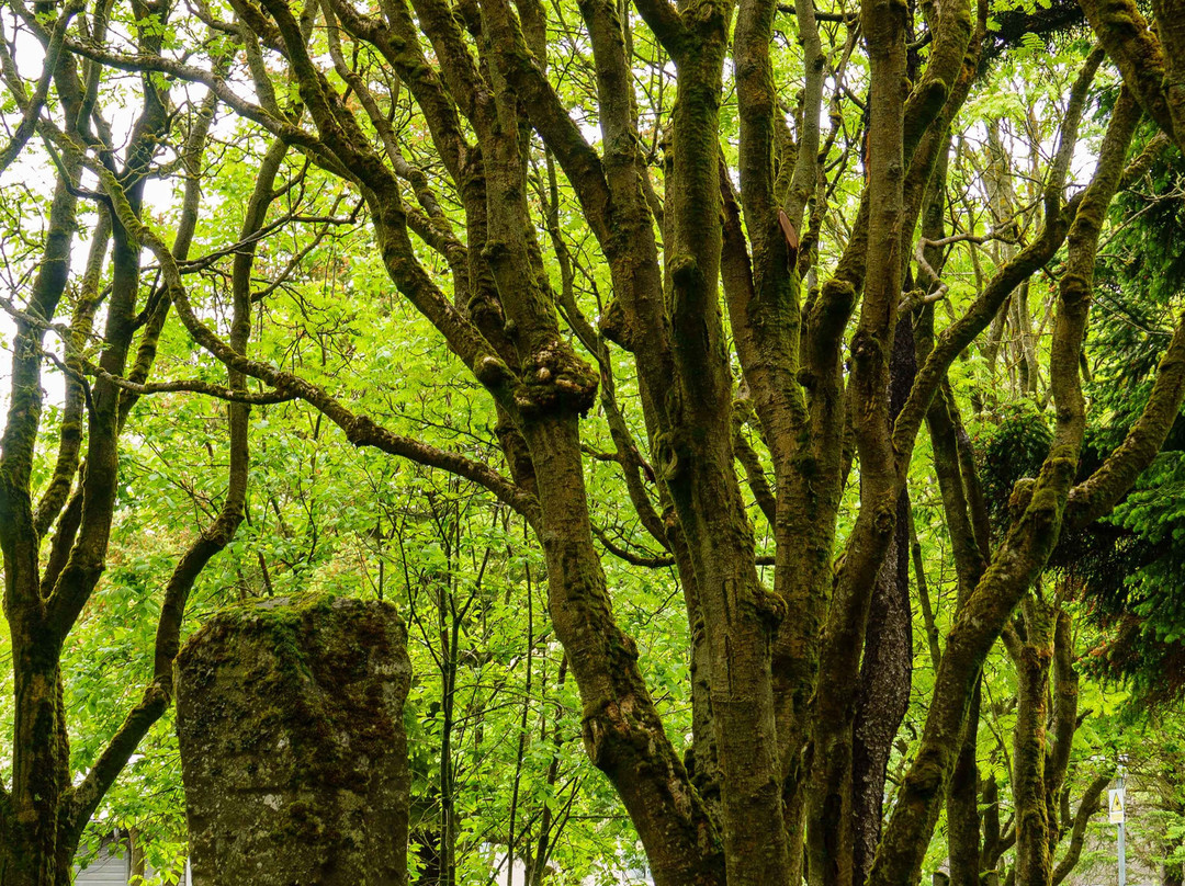 Cemetery Holavallagardur-雷克雅未克必去景点