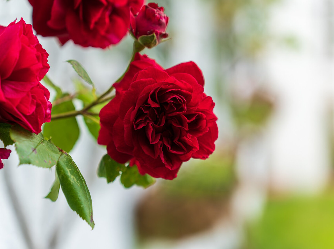 Cruachan House主图