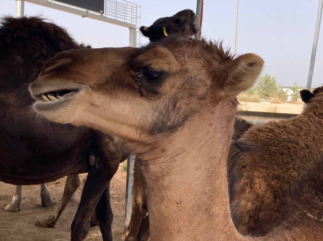 Fez City Tour-非斯必去景点