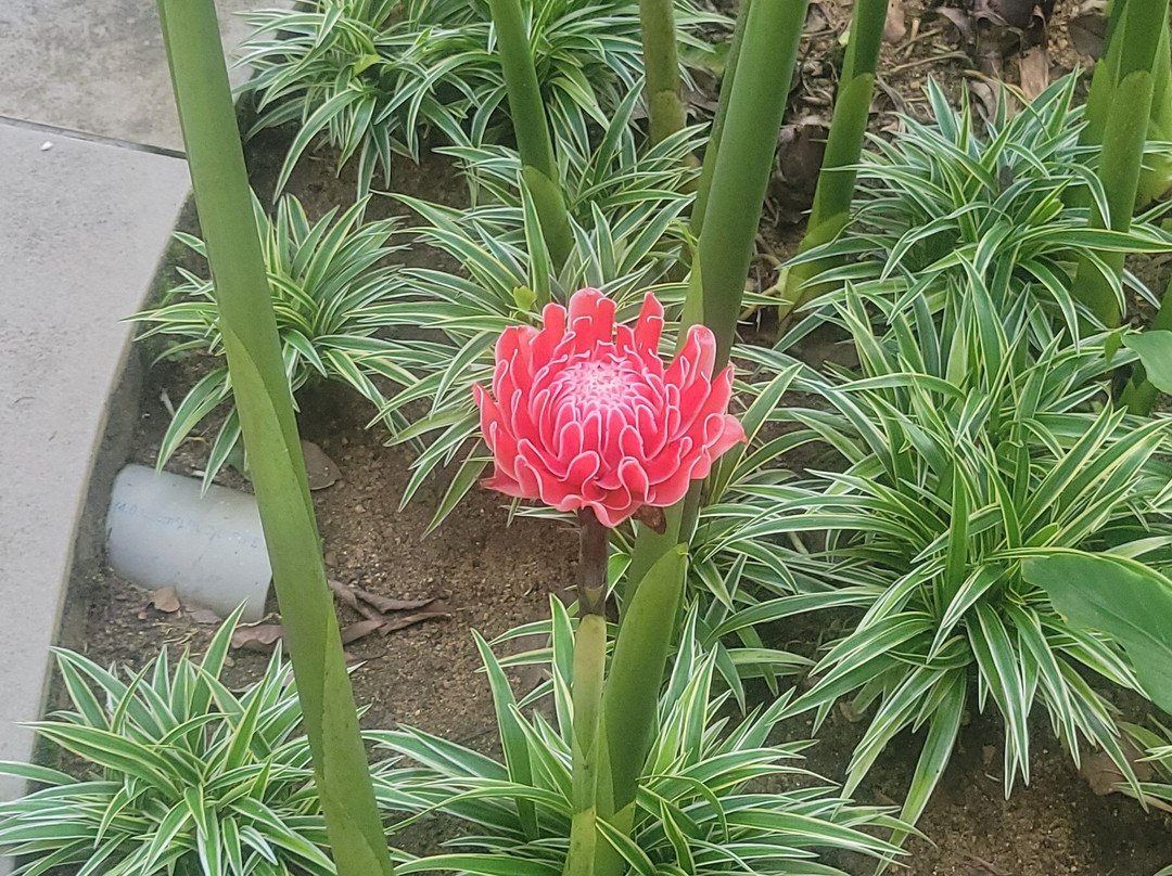 Kairali - The Ayurvedic Healing Village主图