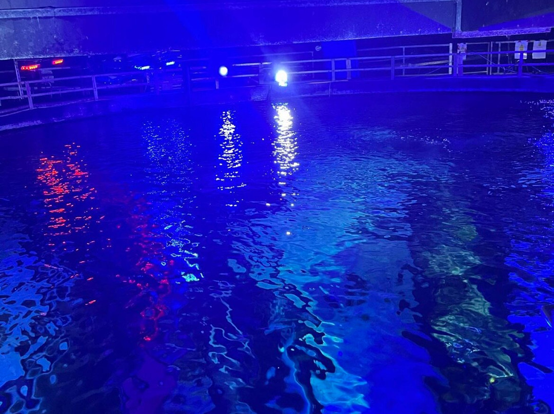 Loch Lomond Sea Life Aquarium景点图片