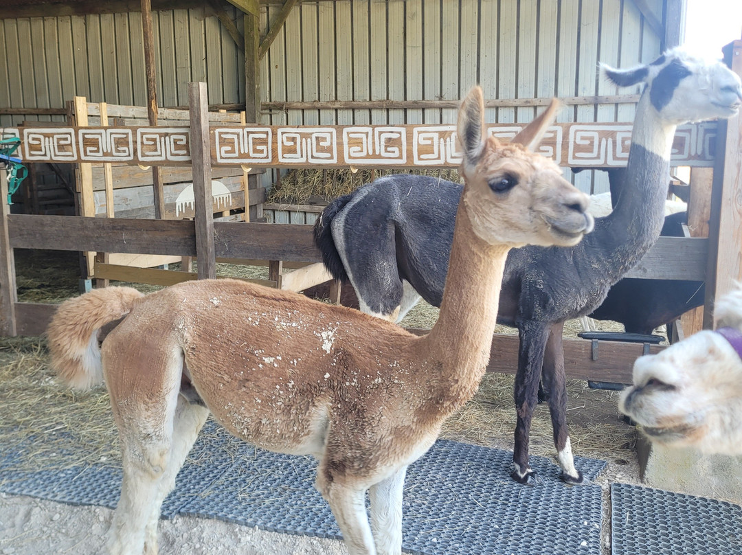 Lama Émoi景点图片