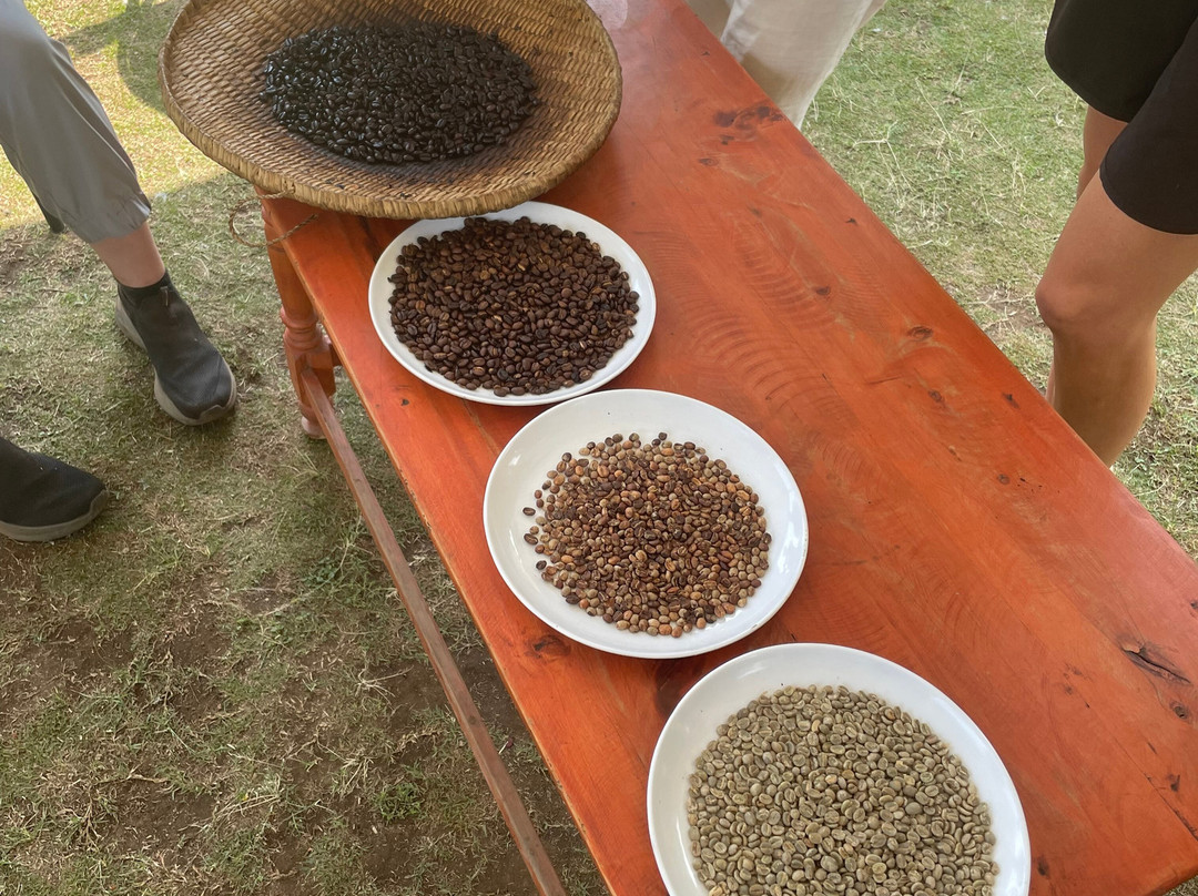 Kisoro Volcanic Organic Coffee-Kisoro必去景点