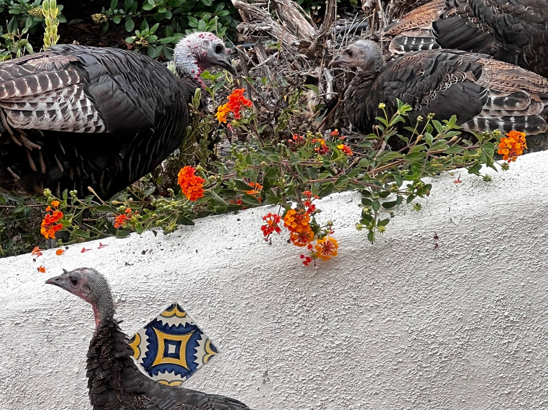 阿罗约格兰德卡西塔斯酒店主图