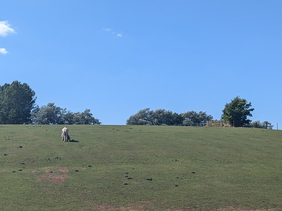World Horse Welfare Penny Farm景点图片