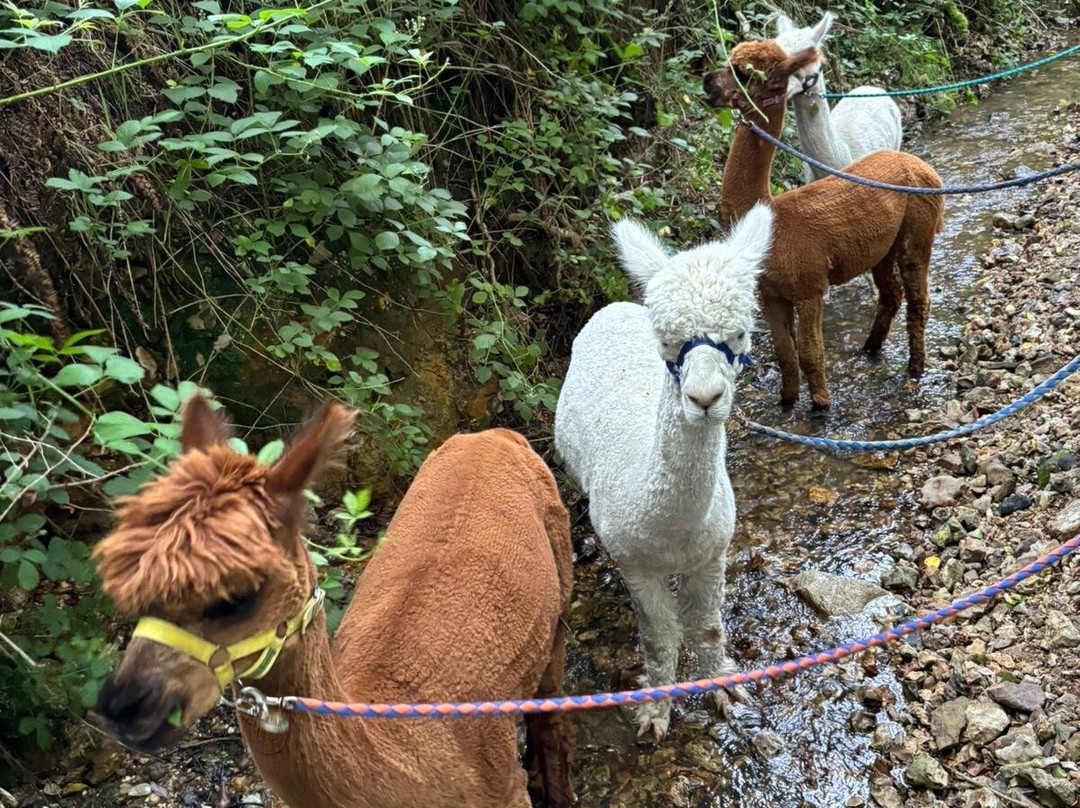 Bearhouse Alpacas-Sidbury必去景点
