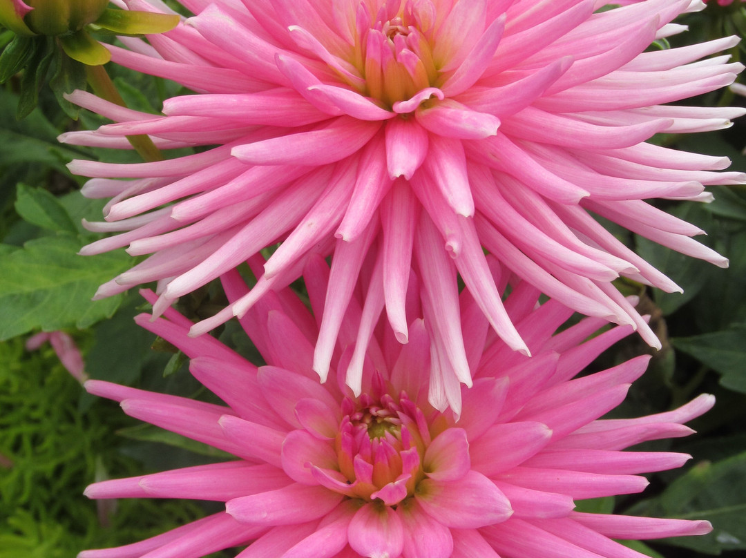 Fuller Gardens-North Hampton必去景点